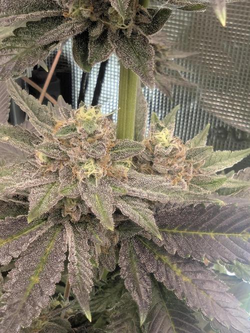 Black Cherry Gushers - Barney's Farm. Week 14