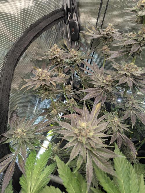 Black Cherry Gushers - Barney's Farm. Week 14