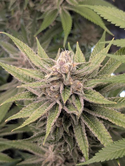 Blue Zushi - Dutch Passion. Week 14