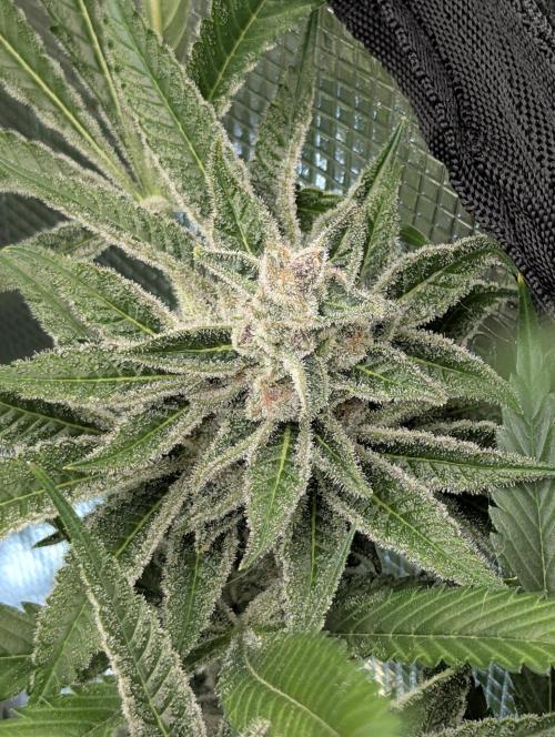 Blue Zushi - Dutch Passion. Week 14