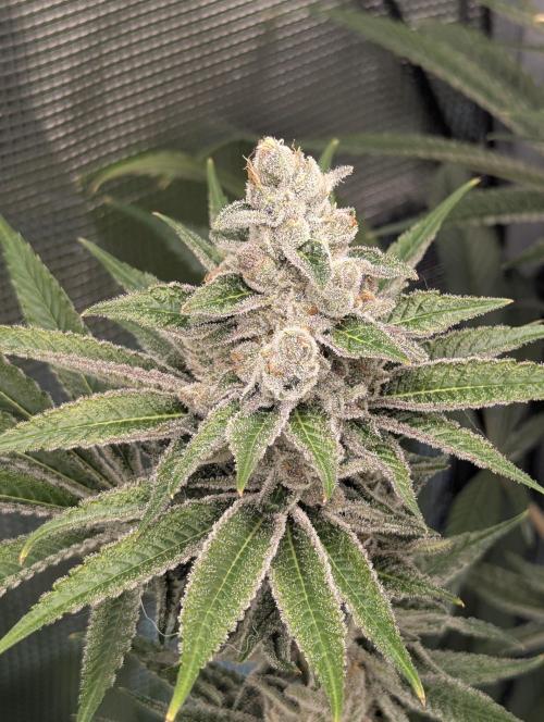 Blue Zushi - Dutch Passion. Week 14