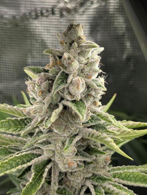 Blue Zushi - Dutch Passion. Week 14