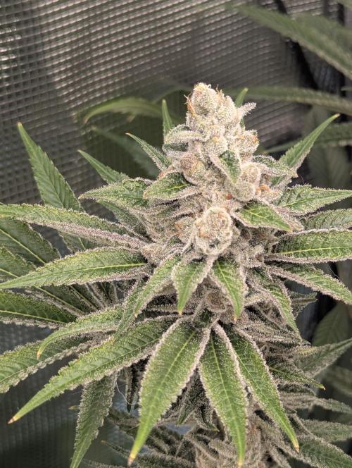 Blue Zushi - Dutch Passion. Week 14