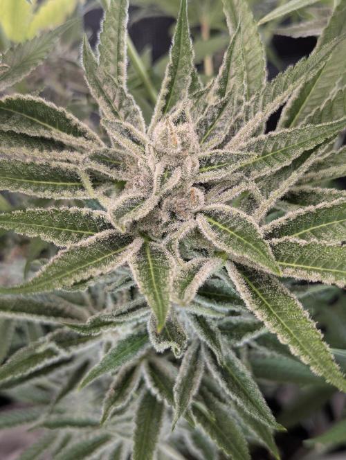 Blue Zushi - Dutch Passion. Week 14