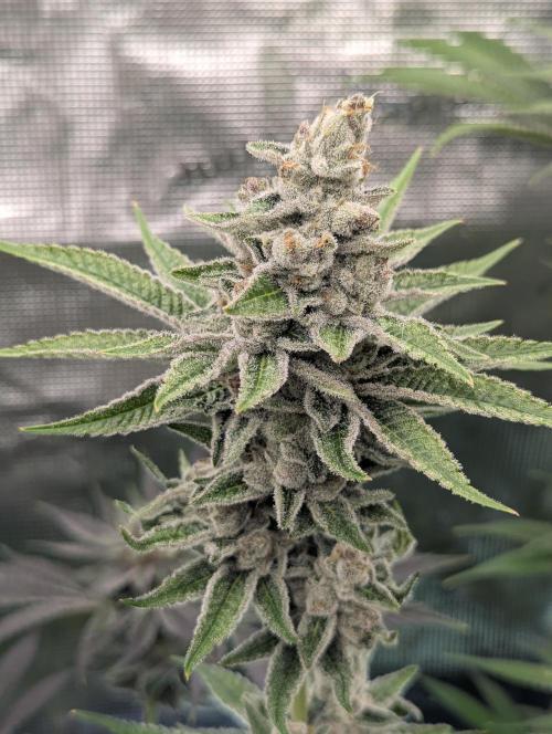 Blue Zushi - Dutch Passion. Week 14