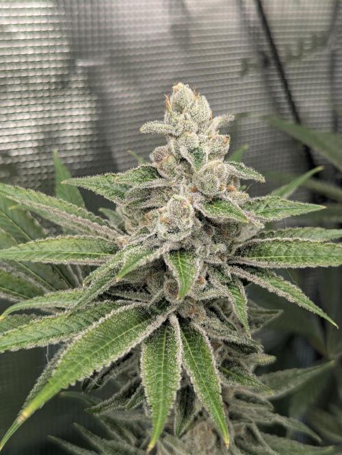 Blue Zushi - Dutch Passion. Week 14