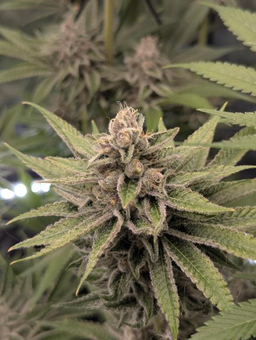 Blue Zushi - Dutch Passion. Week 14