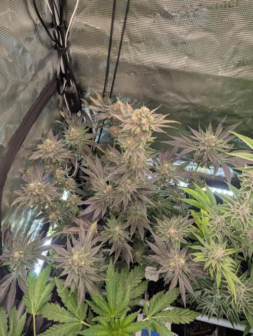 Black Cherry Gushers - Barney's Farm. Week 14