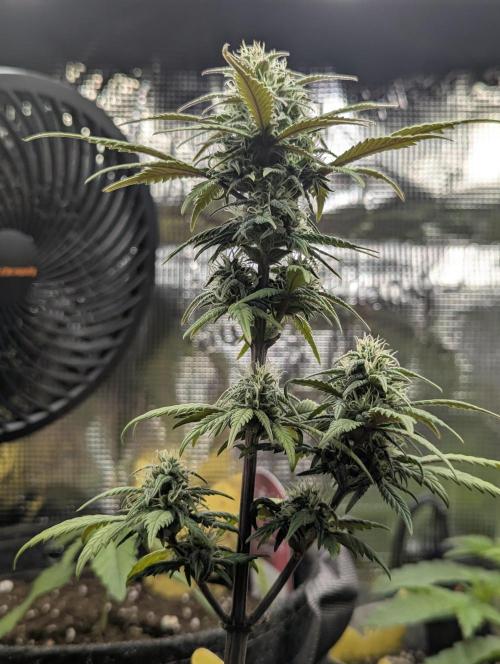 Strawberry Gorilla Auto - FastBuds. Week 6