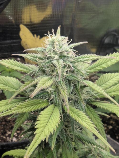 Strawberry Gorilla Auto - FastBuds. Week 6