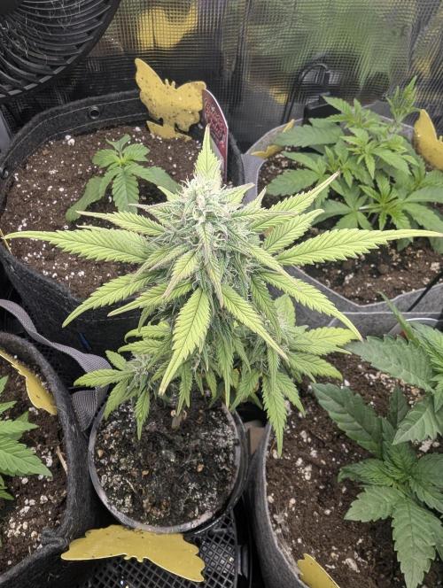 Strawberry Gorilla Auto - FastBuds. Week 6