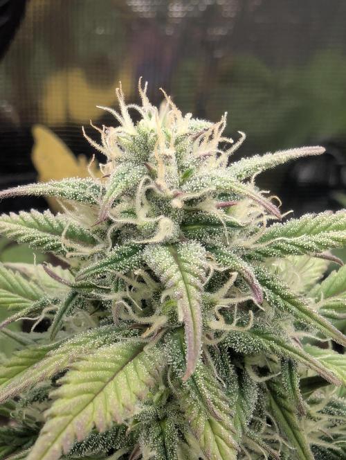 Strawberry Gorilla Auto - FastBuds. Week 6