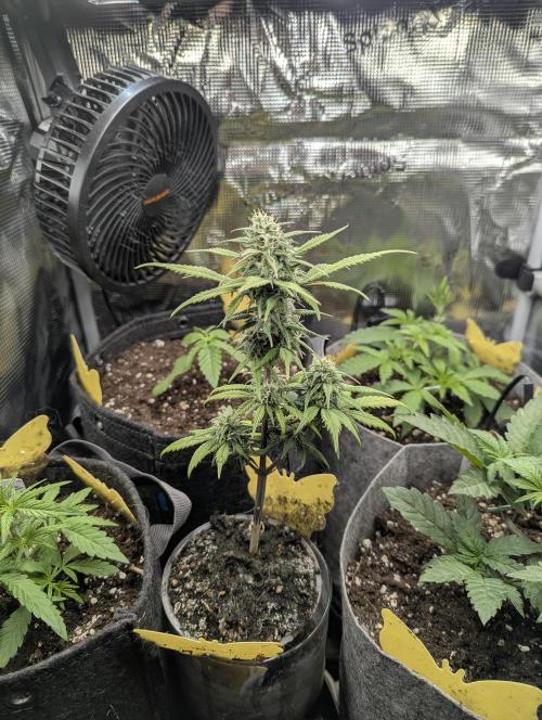 Strawberry Gorilla Auto - FastBuds. Week 6