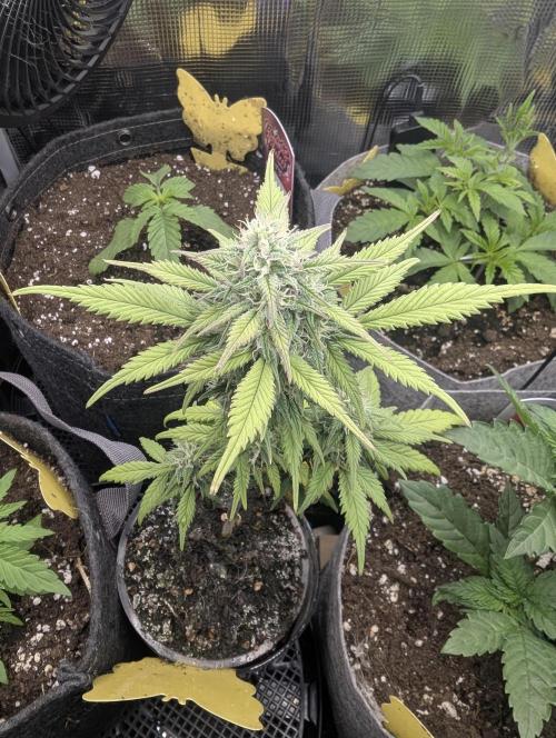 Strawberry Gorilla Auto - FastBuds. Week 6