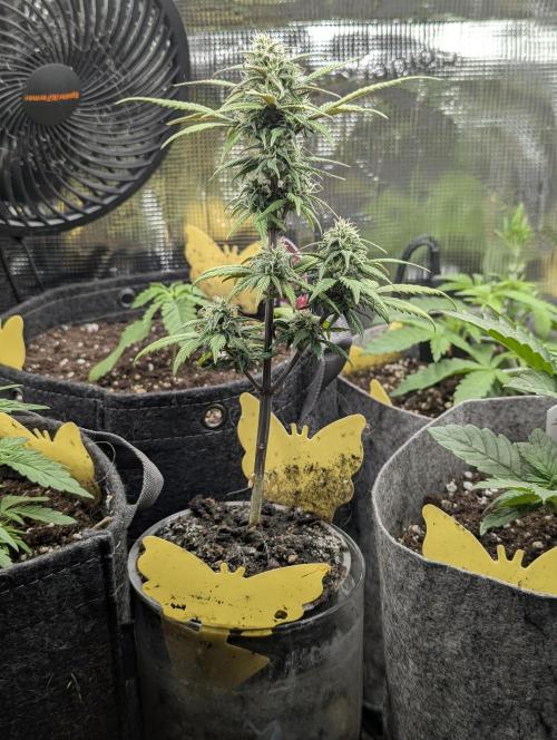 Strawberry Gorilla Auto - FastBuds. Week 6