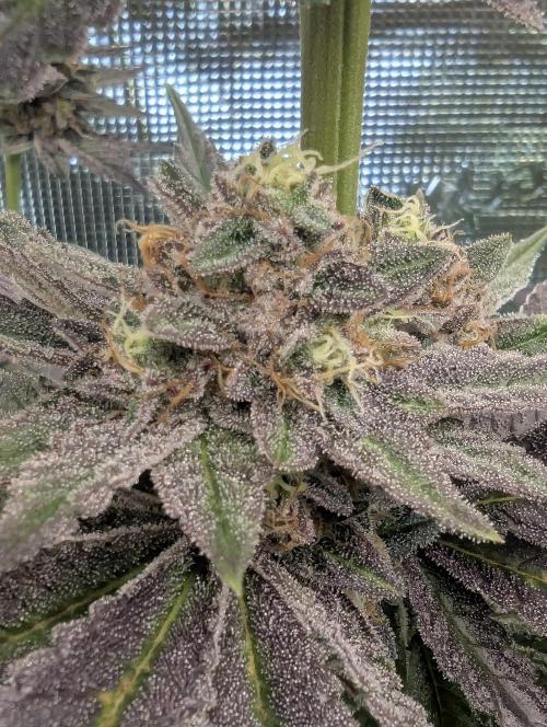 Black Cherry Gushers - Barney's Farm. Week 14