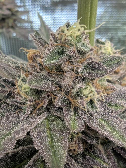 Black Cherry Gushers - Barney's Farm. Week 14