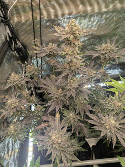 Black Cherry Gushers - Barney's Farm. Week 14