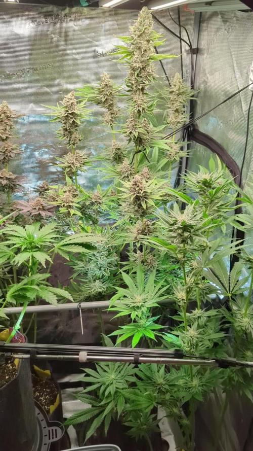 Blue Zushi - Dutch Passion