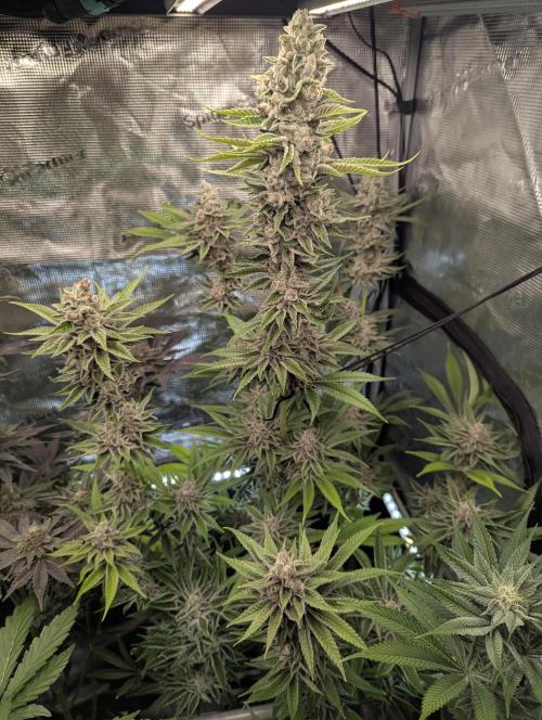 Blue Zushi - Dutch Passion. Week 15