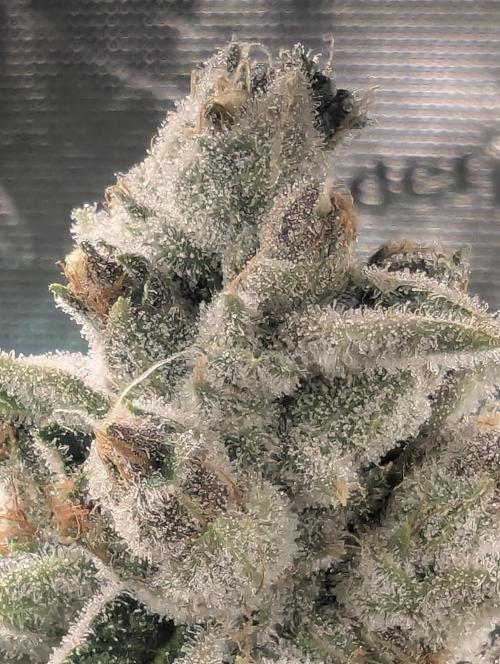 Blue Zushi - Dutch Passion. Week 15