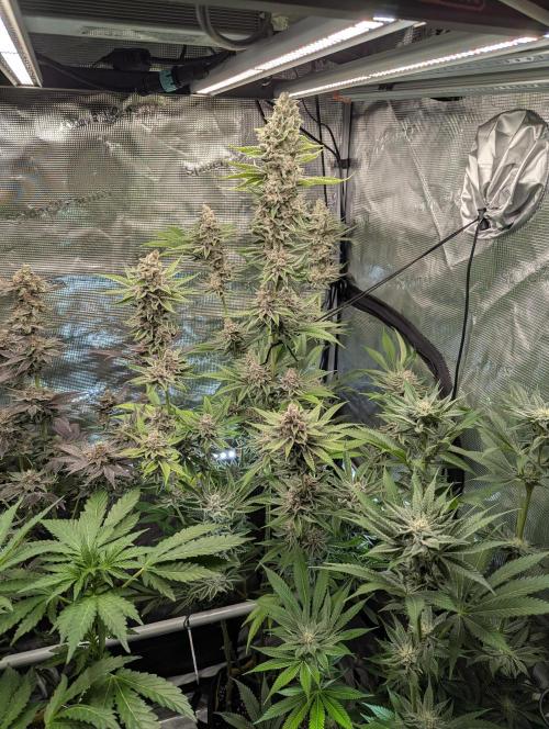 Blue Zushi - Dutch Passion. Week 15