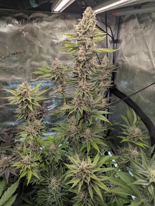 Blue Zushi - Dutch Passion. Week 15