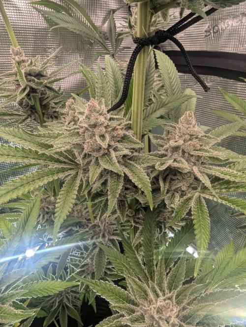 Blue Zushi - Dutch Passion. Week 15