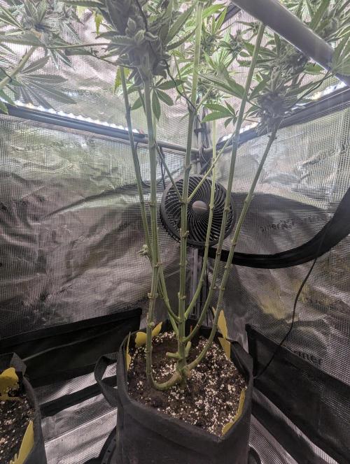 Blue Zushi - Dutch Passion. Week 15