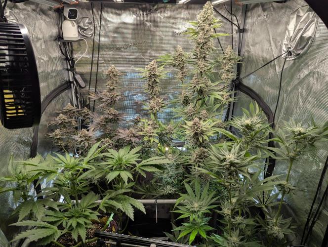 Blue Zushi - Dutch Passion. Week 15