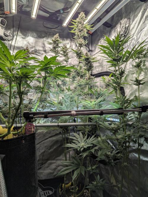 Blue Zushi - Dutch Passion. Week 15