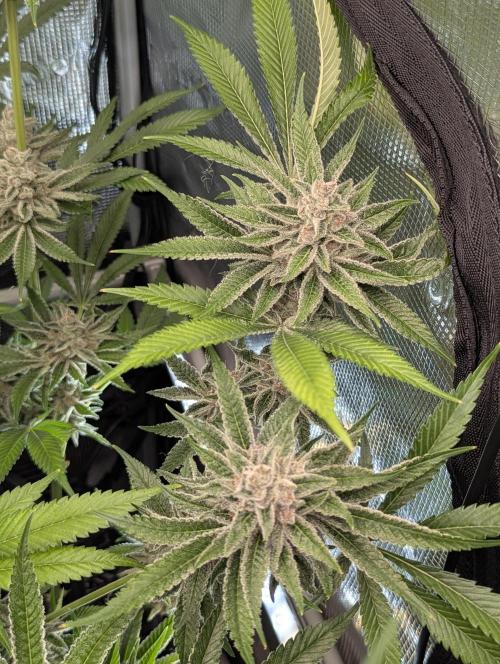 Blue Zushi - Dutch Passion. Week 15