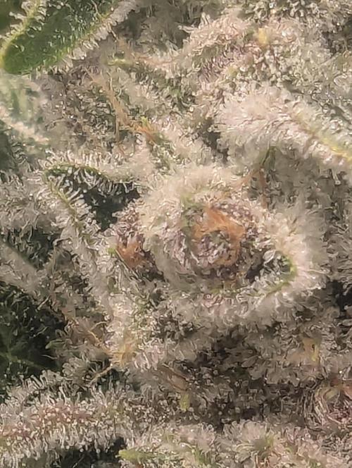 Blue Zushi - Dutch Passion. Week 15