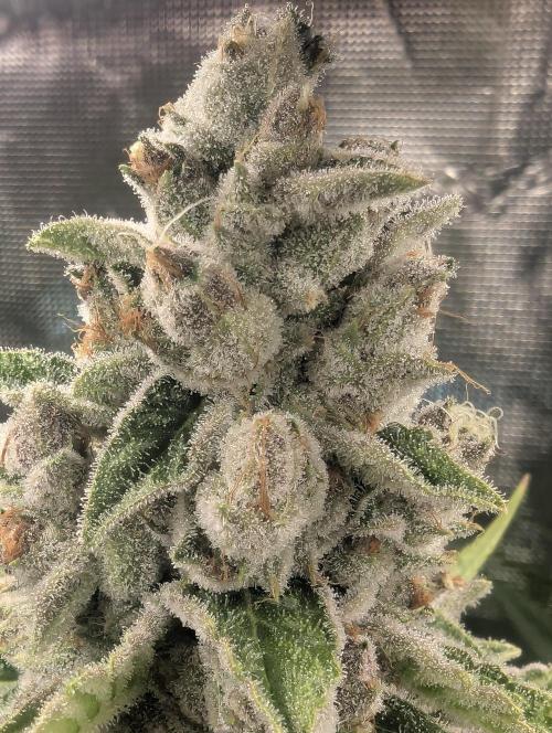 Blue Zushi - Dutch Passion. Week 15