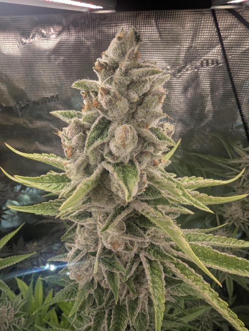 Blue Zushi - Dutch Passion. Week 15