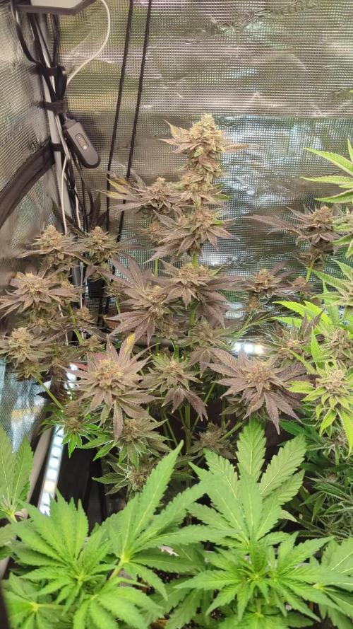 Black Cherry Gushers - Barney's Farm