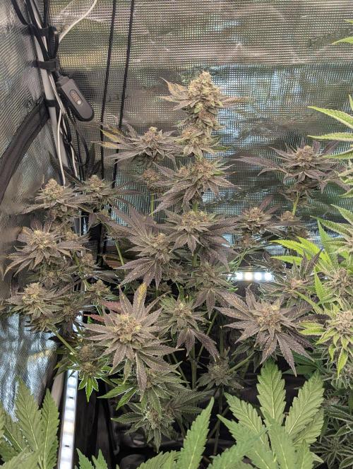 Black Cherry Gushers - Barney's Farm. Week 15