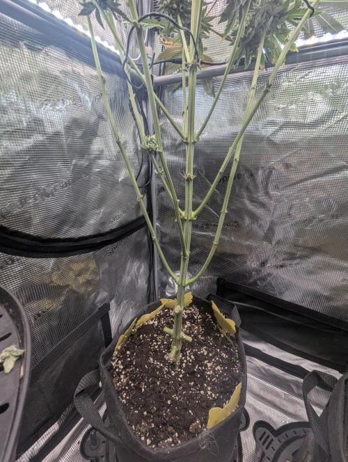 Black Cherry Gushers - Barney's Farm. Week 15
