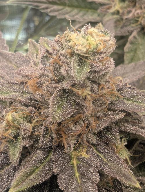 Black Cherry Gushers - Barney's Farm. Week 15