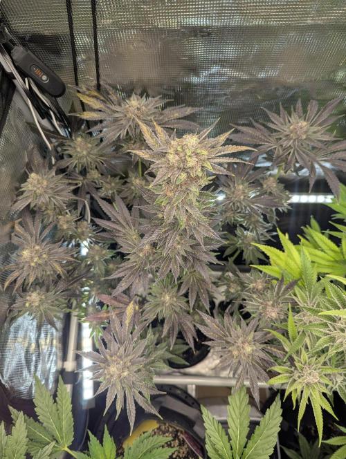 Black Cherry Gushers - Barney's Farm. Week 15
