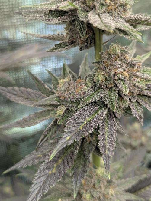 Black Cherry Gushers - Barney's Farm. Week 15