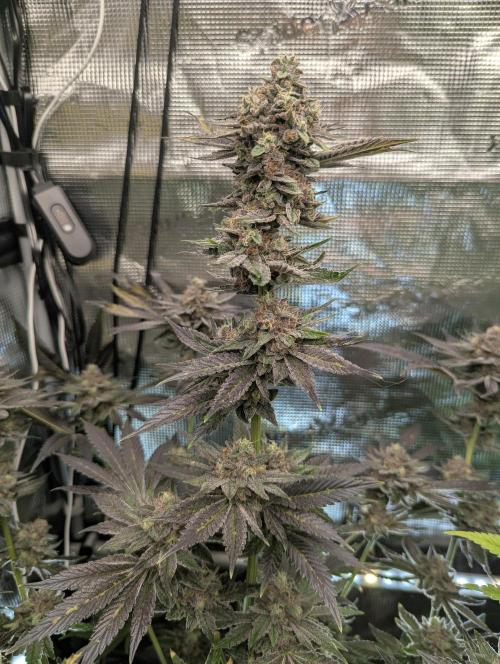 Black Cherry Gushers - Barney's Farm. Week 15