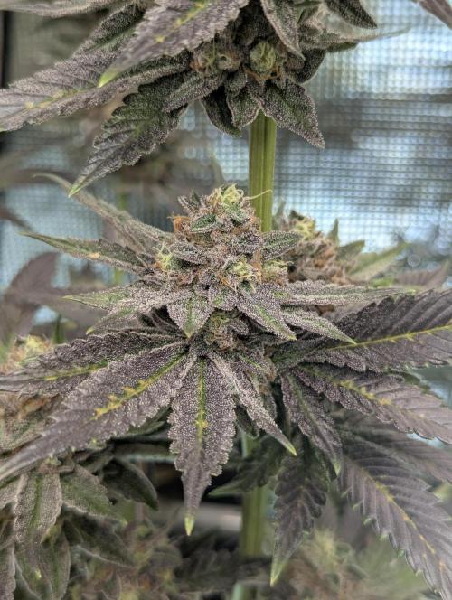 Black Cherry Gushers - Barney's Farm. Week 15