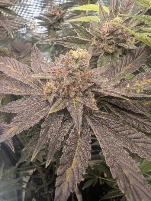 Black Cherry Gushers - Barney's Farm. Week 15