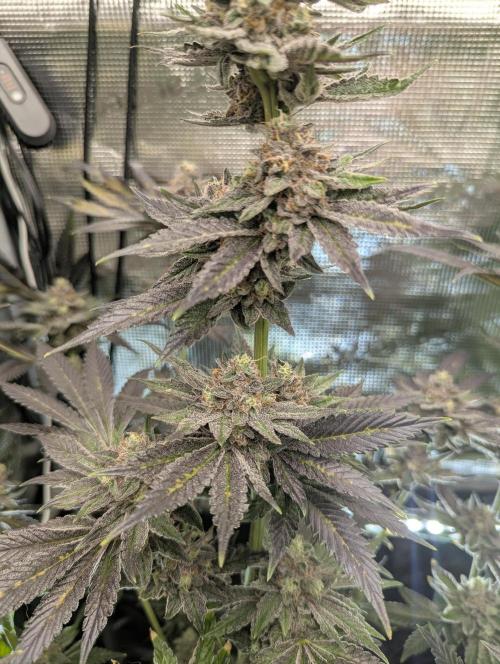 Black Cherry Gushers - Barney's Farm. Week 15
