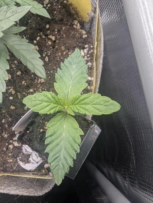 Zhampagne - Compound Genetics. Week 1
