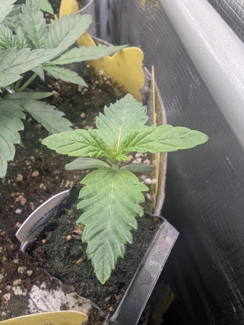 Zhampagne - Compound Genetics. Week 1