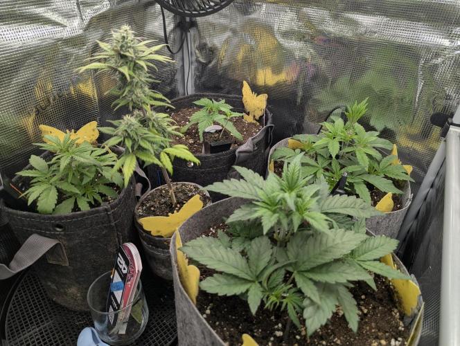 Zhampagne - Compound Genetics. Week 1