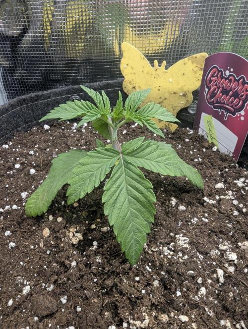 ZodaZa - Umami. Week 2