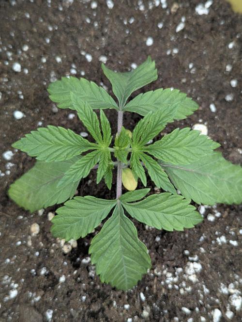 ZodaZa - Umami. Week 2